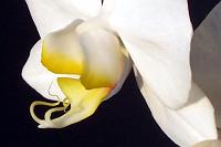 Phalaenopsis_amabilis