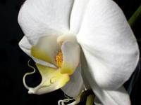 Phalaenopsis_amabilis10