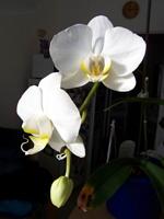 Phalaenopsis_amabilis11