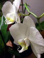 Phalaenopsis_amabilis12
