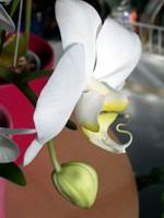 Phalaenopsis_amabilis8