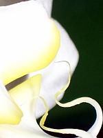 Phalaenopsis_amabilis_detail_kvetu