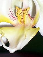 Phalaenopsis_amabilis_detail_kvetu2