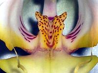 Phalaenopsis_amabilis_detail_kvetu3