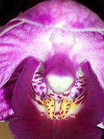 Phalaenopsis_detail_kvetu