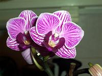 Phalaenopsis_mini