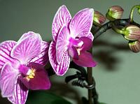 Phalaenopsis_mini2