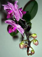 Phalaenopsis_mini3