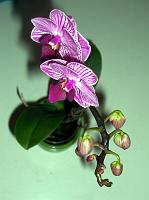 Phalaenopsis_mini4