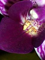 Phalaenopsis_mini_detail_kvetu