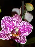 Phalaenopsis_Woodlawn