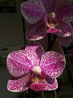 Phalaenopsis_Woodlawn2