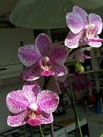 Phalaenopsis_Woodlawn3